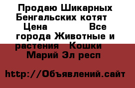 Продаю Шикарных Бенгальских котят › Цена ­ 17 000 - Все города Животные и растения » Кошки   . Марий Эл респ.